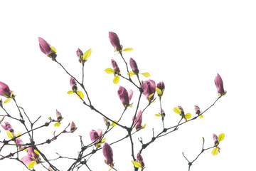 magnolia branch isolated on white background