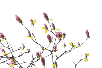 Obraz na płótnie Canvas magnolia branch isolated on white background