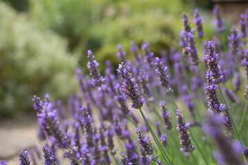 Lavender flowers in a British garden.