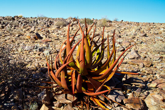 Agave in S&uuml;dafrika