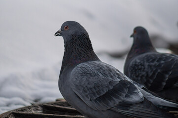 pigeons on the street