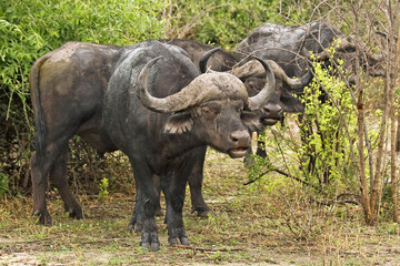 Obraz premium Kafernbüffel Herde