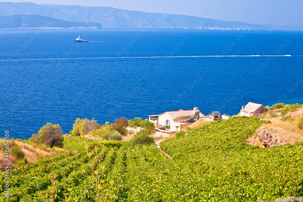 Wall mural Vineyards by the sea on Brac island view