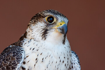 Saker (Saqr) falcon (Falco cherrug) hybrid mix head shot very close up. Falconry or keeping falcons and racing them in the middle east.