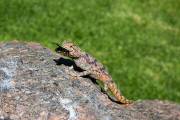 Echse mit Käfer auf Stein