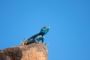 Echse in der Wildnis