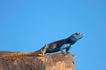 Echse auf Stein vor Himmel