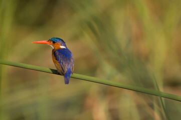 Eisvogel in der Natur