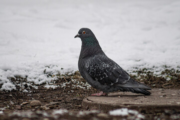 pigeon on the ground