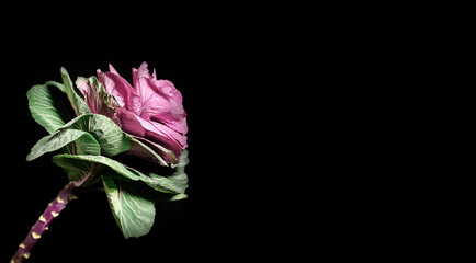 Brassica cabbage on a black dark background. Low key.