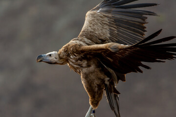 The griffon vulture close up in flight(Gyps fulvus) Scavengers in Africa and Middle East.