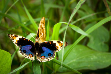 butterfly on a leaf
