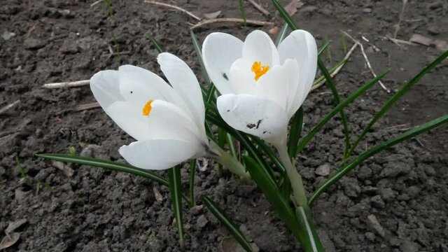 White crocs on black ground.  Early spring, primroses