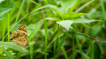butterfly on grass