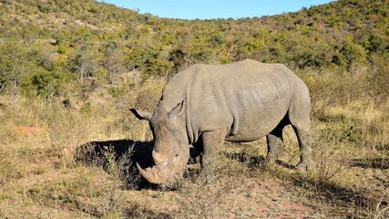 Fototapeta premium welgevonden game reserve