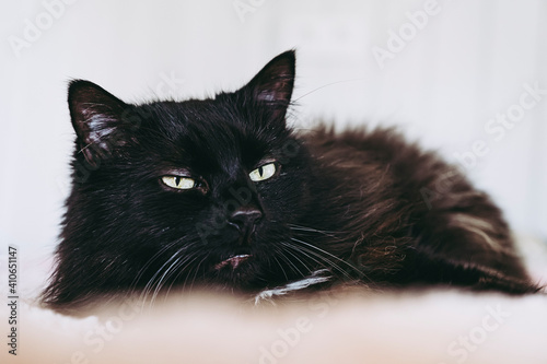 Magnifique Chat Noir Au Pelage Angora Couche Sur Le Lit Wall Mural Picsart