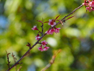 Thailand Sakura sweet blossom Phaya Sueklong flower 