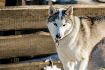 Portrait of a Siberian husky, friendship forever. Pet. Husky