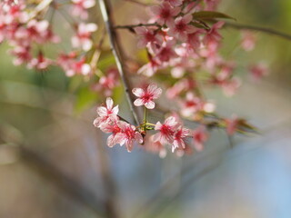 Thailand Sakura sweet blossom Phaya Sueklong flower 