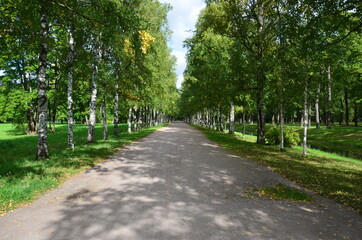 Fototapeta na wymiar Path through birch trees in the park