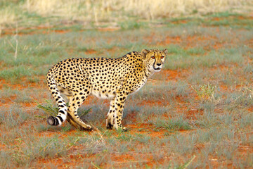 Gepard laufend