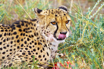 Gepard Close Up