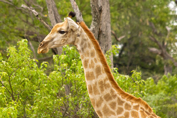 Giraffe Nahaufnahme