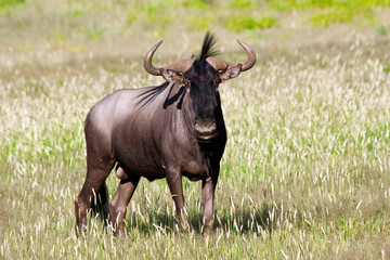 Gnu in Savanne bei Afrika Safari