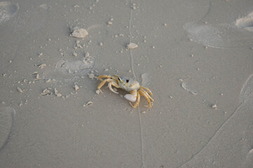 Crab on Naples Shoreline
