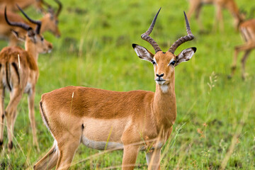 Fototapeta premium Impala Antilope im Gras