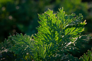 Little-club-moss (Selaginella) in the park. Beautiful Selaginella in the backlit angle.