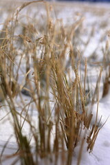 Fototapeta premium 新潟 日本