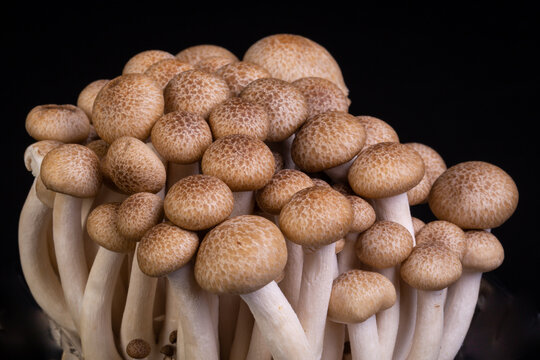 Shimeji Mushroom Isolated On Black Background. Shimeji Is A Group Of Edible Mushrooms Native To East Asia. Shimeji Is Rich In Umami Tasting Compounds