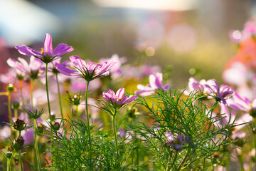 Cosmos bipinnatus, commonly called the garden cosmos or Mexican aster, is a medium-sized flowering herbaceous plant native to the Americas. © AP focus
