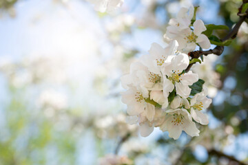 Branch with apple flowers in spring garden on natural background