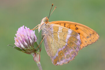 Argynnis paphia, farfalla su fiore viola