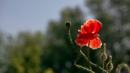 Unusual poppy on a dark background.A ray of light breaks through the darkness.Poppy lawn.Vivid impression.