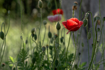 Fragile, delicate creature.A living embodiment of the fantasy of nature.Decorative flower, odorless.Creating a mood.In the garden blossom poppies.A bright red poppy, attracts bees..