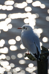 Seagull bird sitting on a statue near river with bokeh background