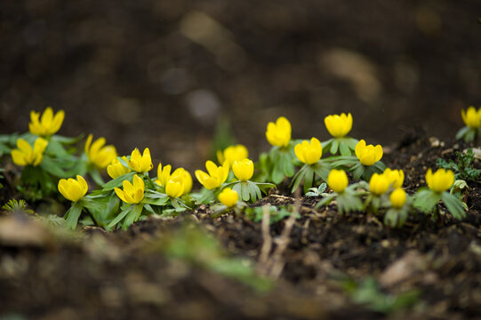 Fr&uuml;hbl&uuml;her in Wiese und Waldboden. Winterlinge.