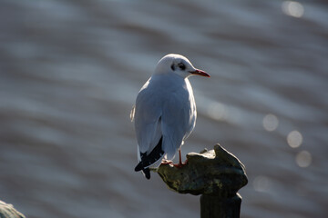 Seagull bird sitting on a statue near river with bokeh background