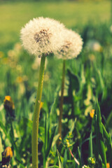 Fototapeta na wymiar dandelion white with seeds. Ripe dandelion. Blowball of Taraxacum plant on long stem. Dandelions snuggled in the grass. Close up view. Selective focus. toned