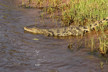 Krokodil schwimend in Fluss