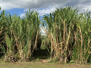 Closeup shot of sugar cane farm pathway on the Island of Maui, Hawaii