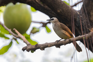 A Yellow-vented Bulbul.(Pycnonotus goiavier) on tree.