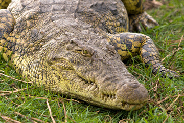 Krokodil Afrika Safari