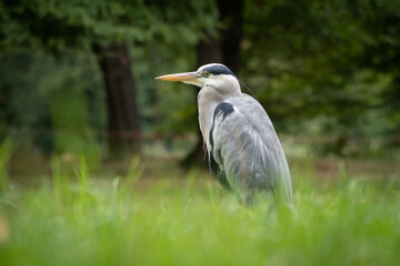 Heron resting in the ground in the park