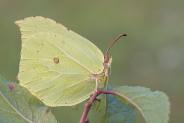 Gonepteryx rhamni