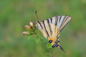 Iphiclides podalirius, podalirio