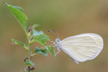 Leptidea sinapis, farfalla piccola e delicata